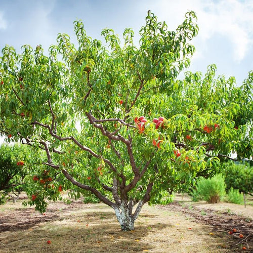 Peach Ruby Sensation - Ladybird Nursery