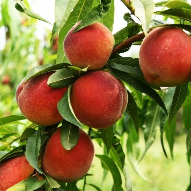 Peach Ruby Sensation - Ladybird Nursery