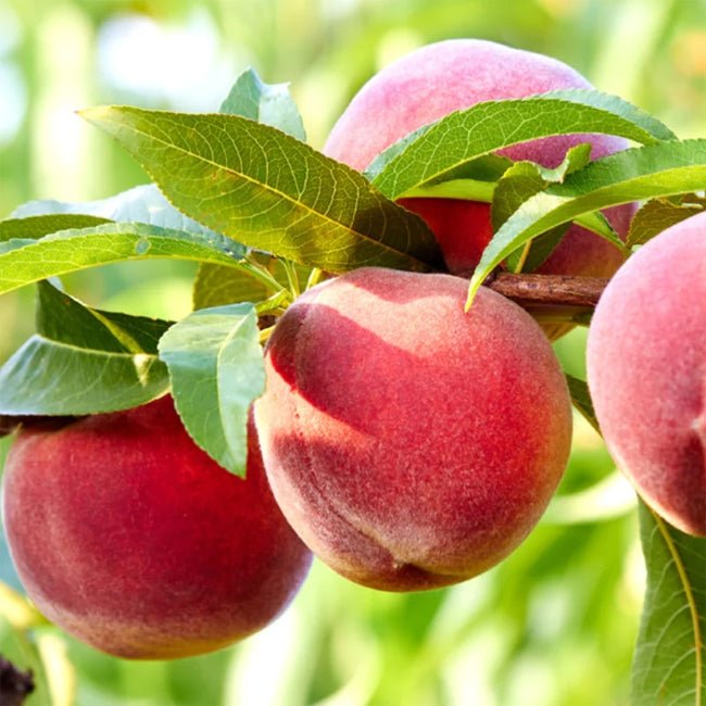 Ruby Peah Peach Ruby Sensation Fruit Tree – Buy Now! – Ladybird Nursery