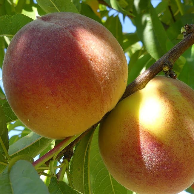 Peach Tasty Zee - Ladybird Nursery