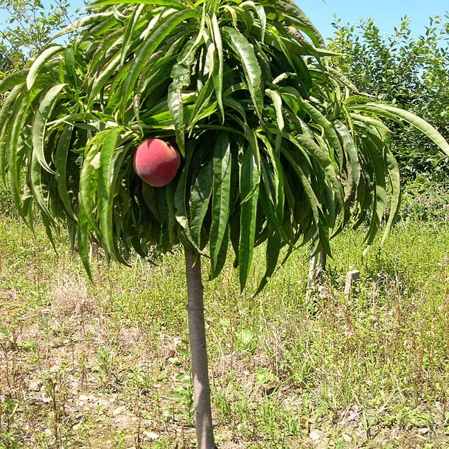 Peach Tasty Zee - Ladybird Nursery