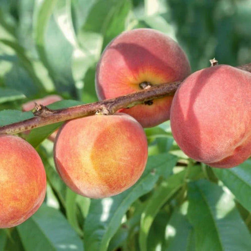 Dwarf Columnar Peach ‘Crimson Rocket’ - Ladybird Nursery