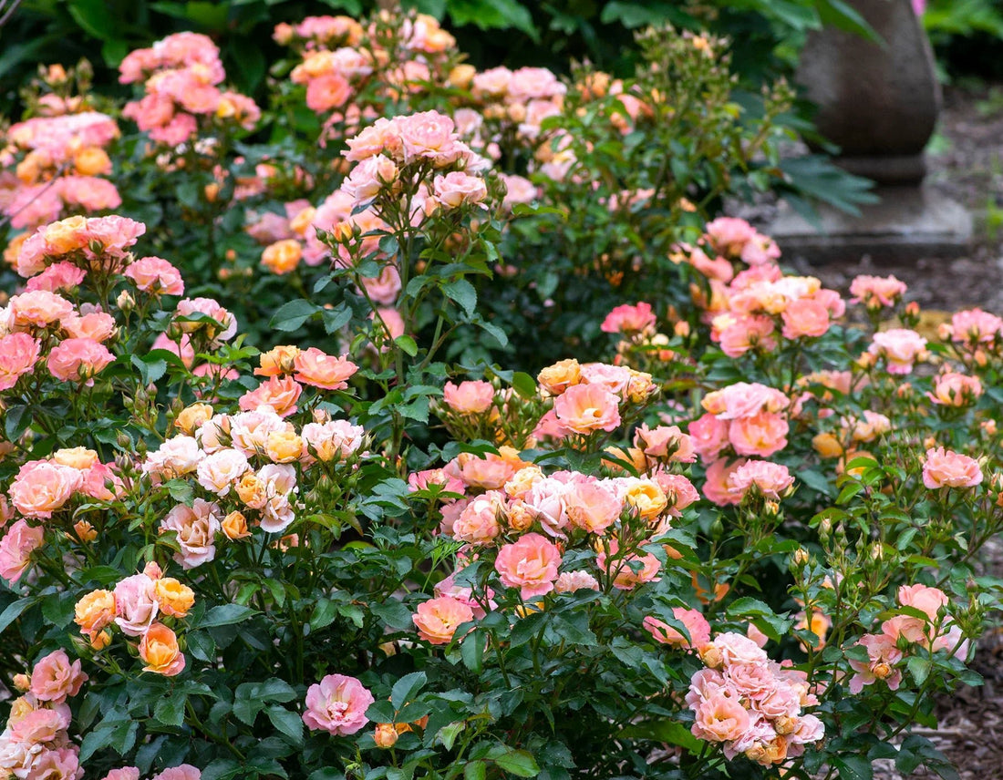 Rose 'DRIFT® Peach' - Ladybird Nursery