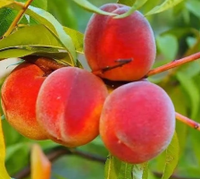 Peach 'Maravilha' (Low Chill) - Ladybird Nursery