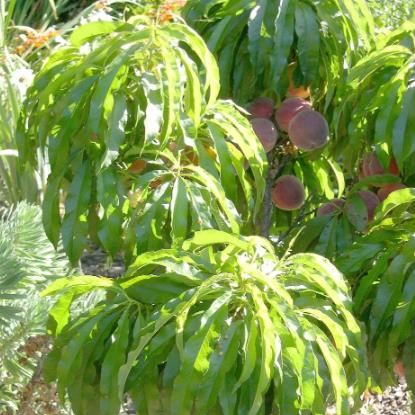 Dwarf Peacharine