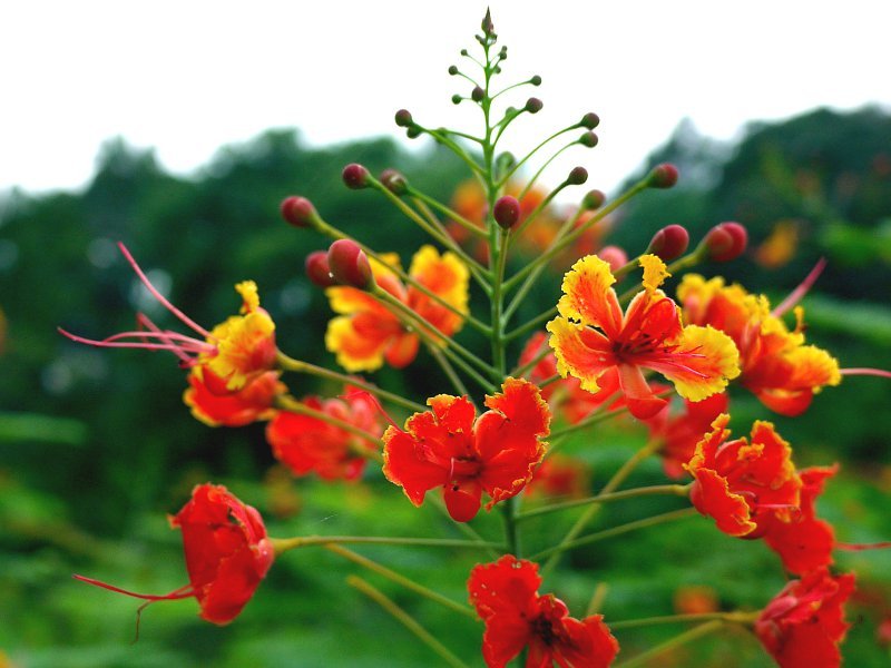 Peacock Flower (Caesalpinia pulcherrima)