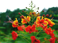 Peacock Flower (Caesalpinia pulcherrima) - Ladybird Nursery