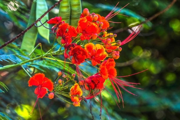 Peacock Flower (Caesalpinia pulcherrima) - Ladybird Nursery