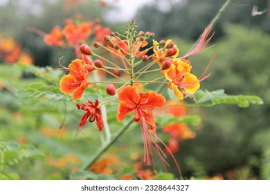 Peacock Flower (Caesalpinia pulcherrima)