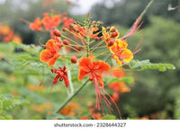 Peacock Flower (Caesalpinia pulcherrima)