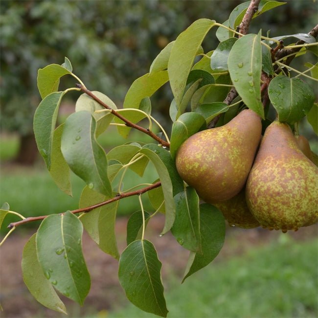 Pear 3 Way Beurre Bosc / Packham / Williams - Ladybird Nursery