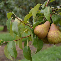 Pear 3 Way Beurre Bosc / Packham / Williams