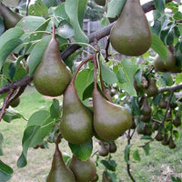 Pear 3 Way Beurre Bosc / Packham / Williams - Ladybird Nursery