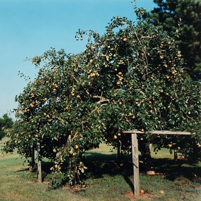 Pear Fla 57 - 75 - Ladybird Nursery
