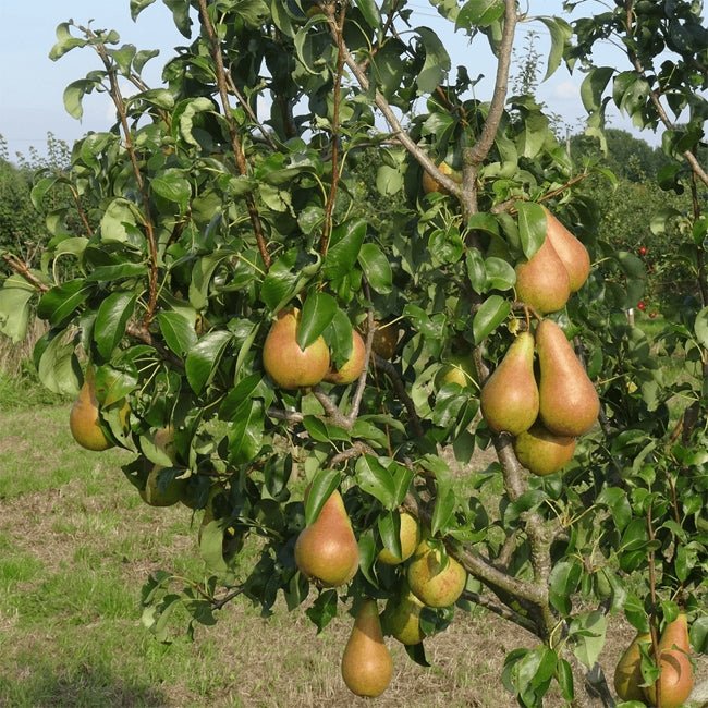 Pear Fla 57 - 75 - Ladybird Nursery