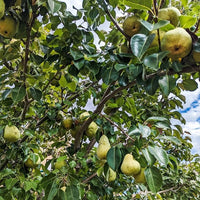 Pear Fla 57 - 75 - Ladybird Nursery