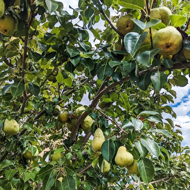 Pear Fla 57 - 75 - Ladybird Nursery