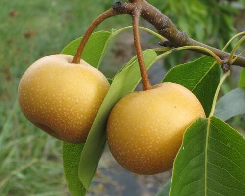 Pear Nashi Chojuro (Pyrus pyrifolia)