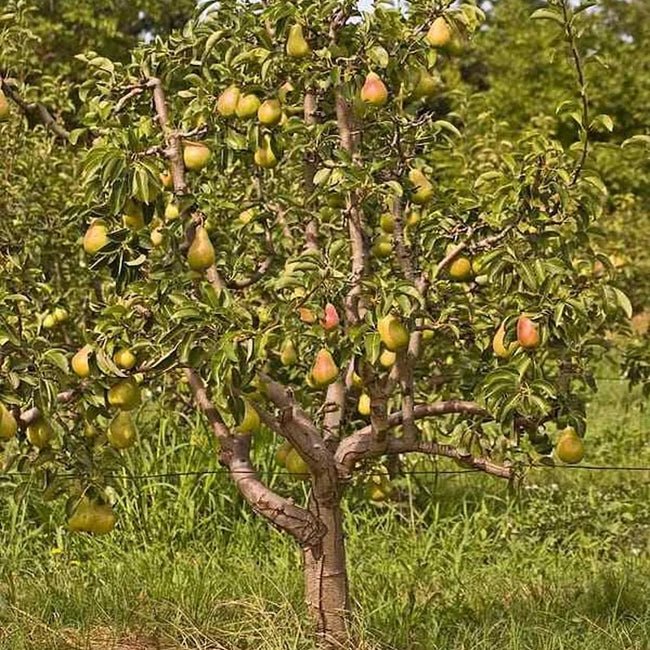 Pear Rootstock D6 - Ladybird Nursery