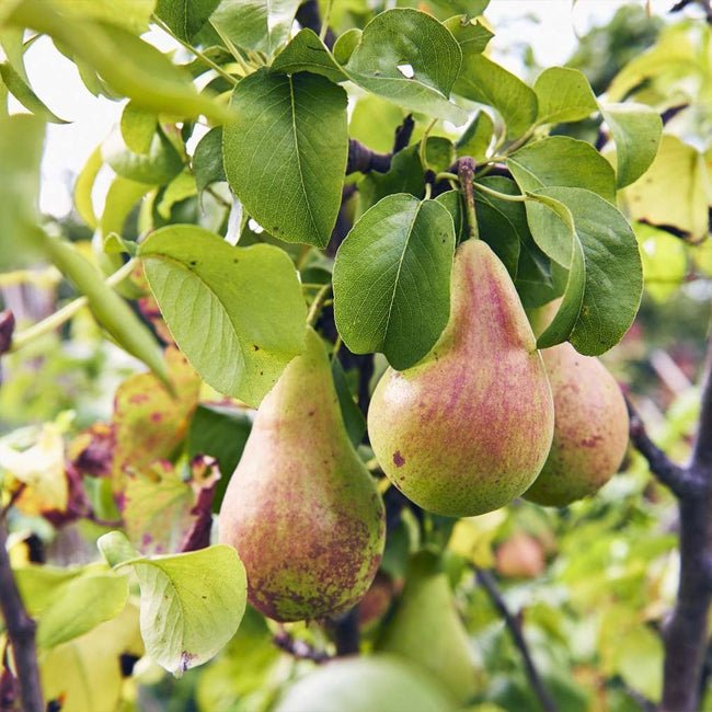 Pear Rootstock D6 - Ladybird Nursery