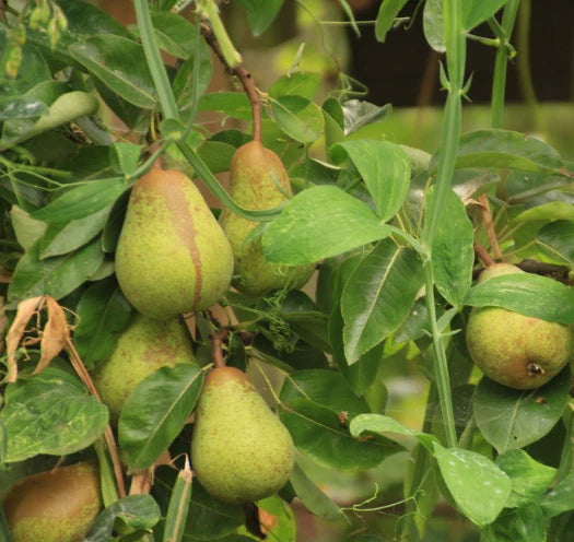 Dwarf Pear 'Williams Bon Chretien'