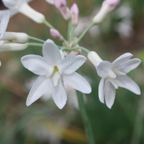 Society Garlic Ashanti Pearl (Tulbaghia violacea) - Ladybird Nursery