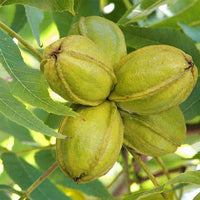 Pecan Cape Fear Grafted (A) - Ladybird Nursery
