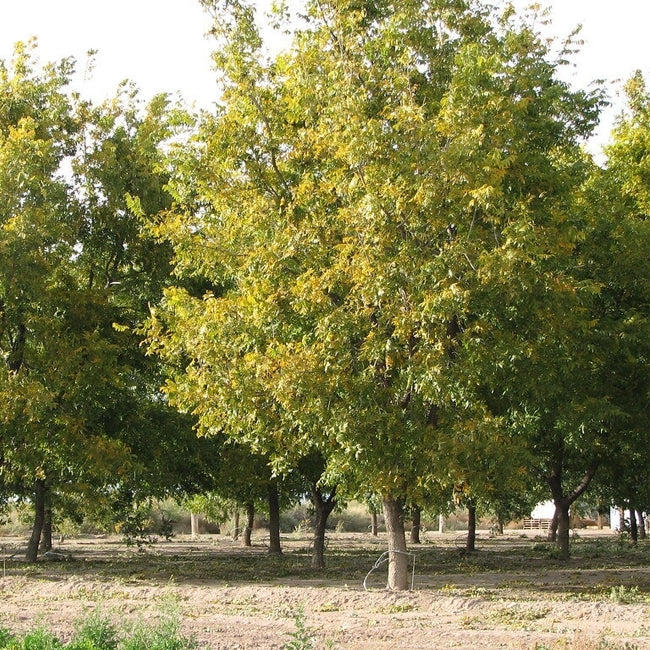 Pecan Cherokee (A) SP