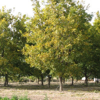 Pecan Cherokee (A) SP