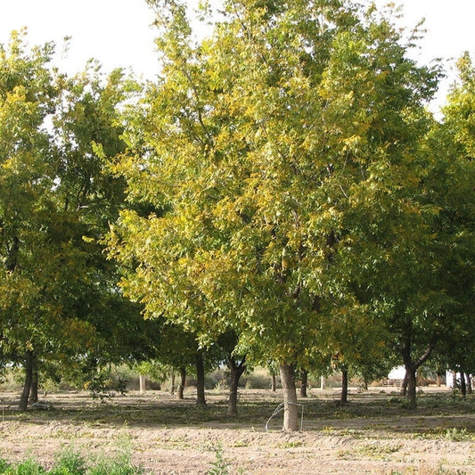 Pecan Cherokee (A) SP