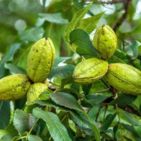 Pecan Cherokee (A) SP