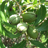 Pecan Cheyenne (A) - Ladybird Nursery