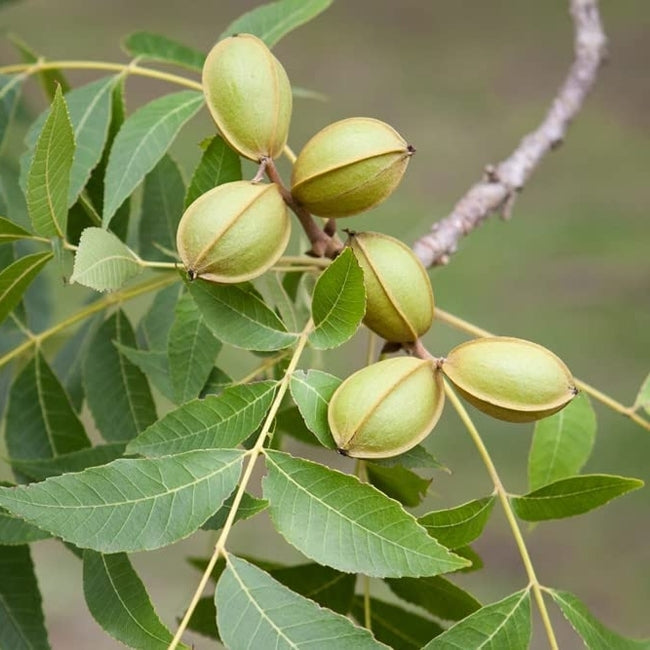 Pecan Desirable (A) SP