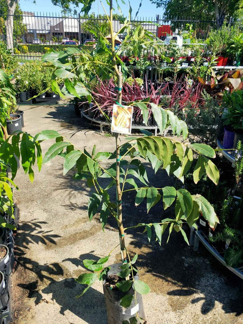 Western Schley Pecan Nut (grafted) - Ladybird Nursery