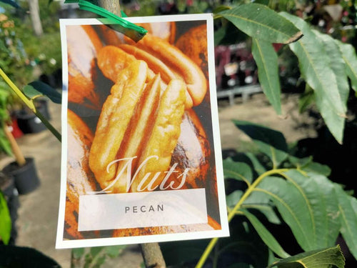 Western Schley Pecan Nut (grafted) - Ladybird Nursery