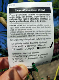 Western Schley Pecan Nut (grafted) - Ladybird Nursery