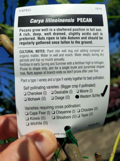 Western Schley Pecan Nut (grafted) - Ladybird Nursery