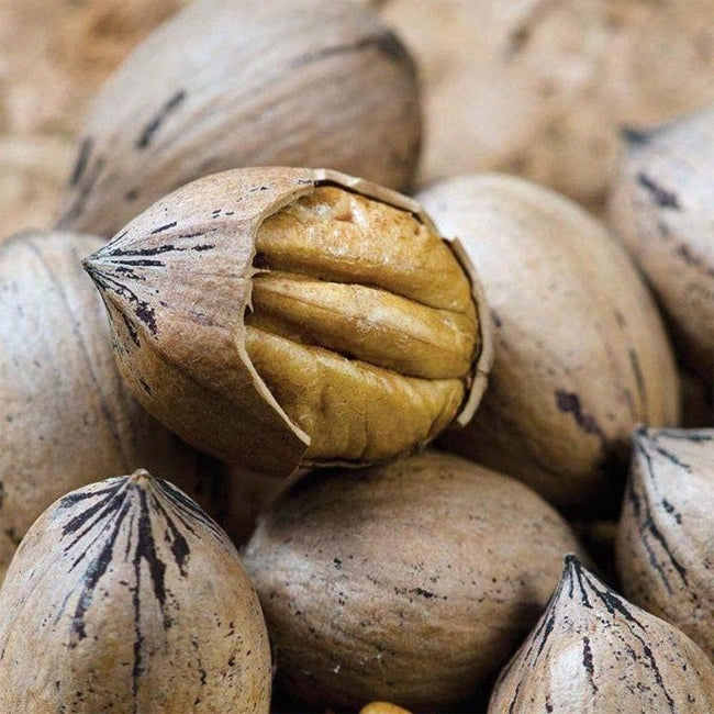 Pecan Shoshonii (B) SP