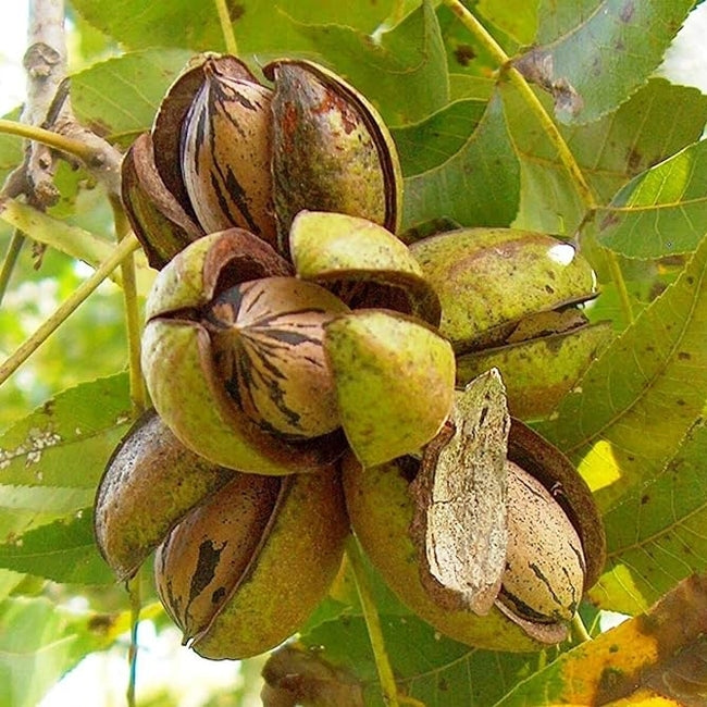 Pecan Shoshonii (B) SP