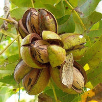 Pecan Shoshonii (B) SP