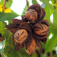 Pecan Wichita (B) - Ladybird Nursery