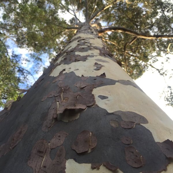 Spotted Gum (Corymbia maculata) - Ladybird Nursery
