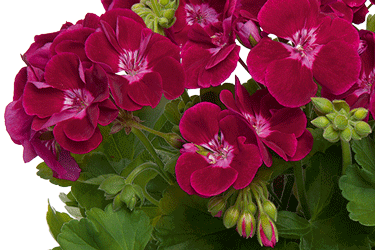 Pelargonium Fairy Velvet Flower (Pelargonium)