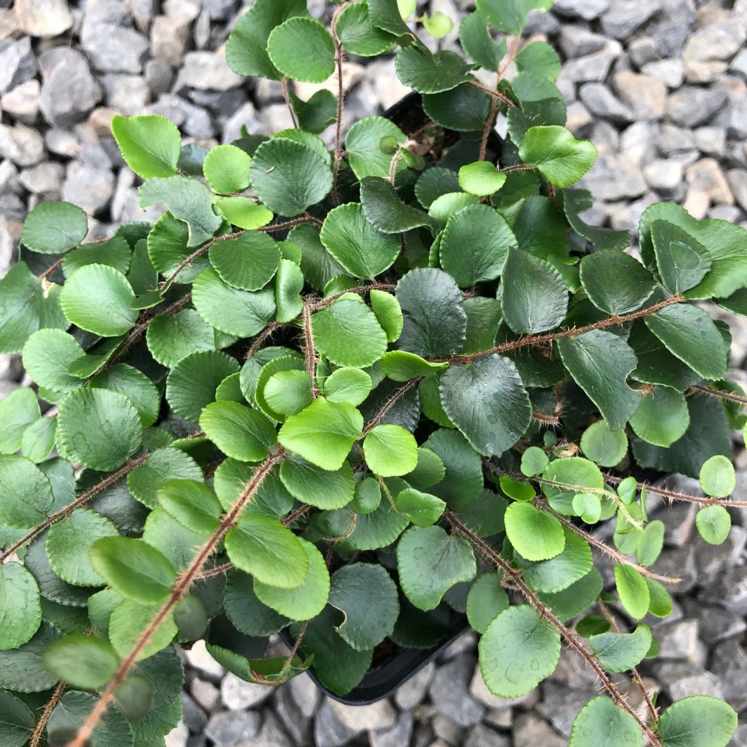Button Fern (Pellaea rotundifolia) - Ladybird Nursery