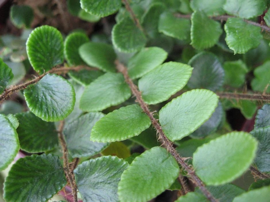 Button Fern (Pellaea rotundifolia) - Ladybird Nursery