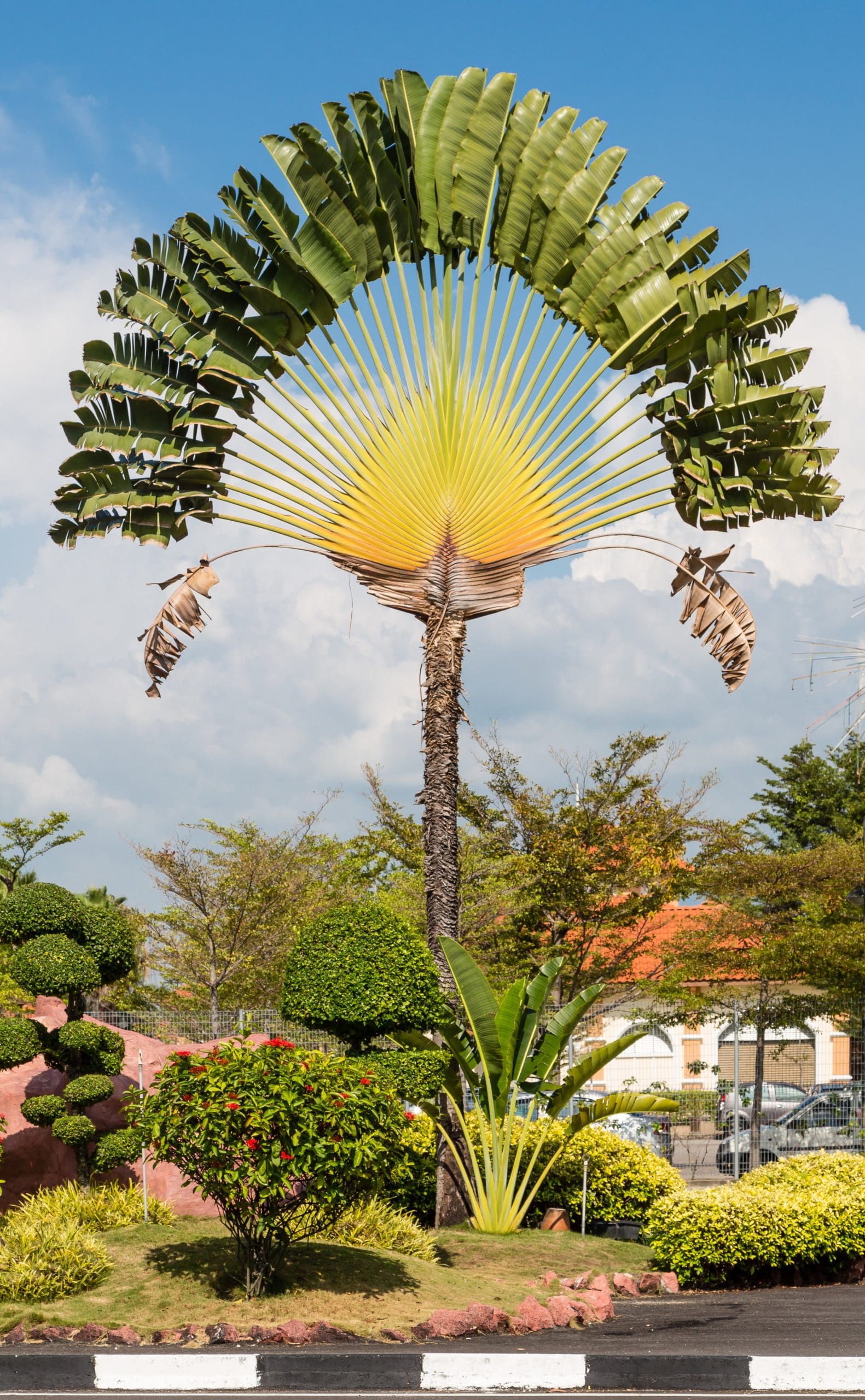 Traveller's Palm (Ravenala madagascariensis)