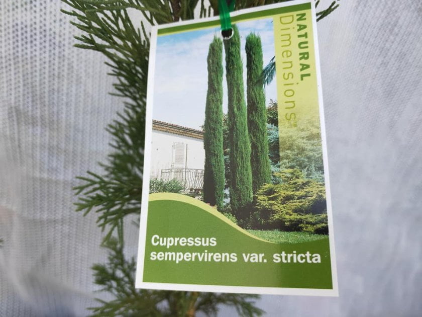 Pencil Pine Trees - Ladybird Nursery