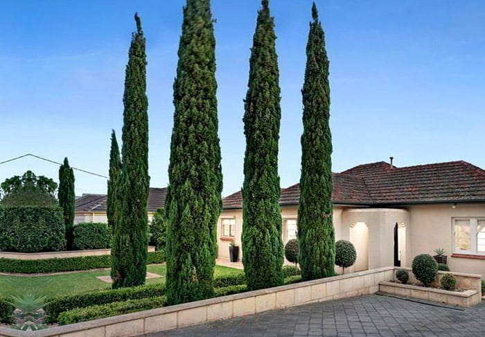 Pencil Pine Trees - Ladybird Nursery