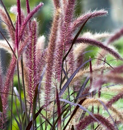 Dwarf Purple Fountain Grass (Pennisetum advena)