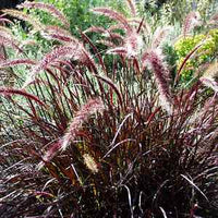 Dwarf Purple Fountain Grass (Pennisetum advena)